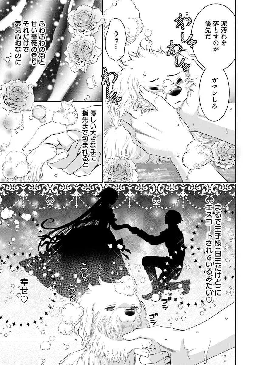 Read KOKUOU HEIKA, WATASHI WO KATTE KUDASAI!: IMOUTO NO MIGAWARI DE MITSUGIMONO NI SAREMASHITA GA, AISARE INU WO MEZASHIMASU Chapter 9.1 [High Quality / Full] - Page 3 - nicomanga.net